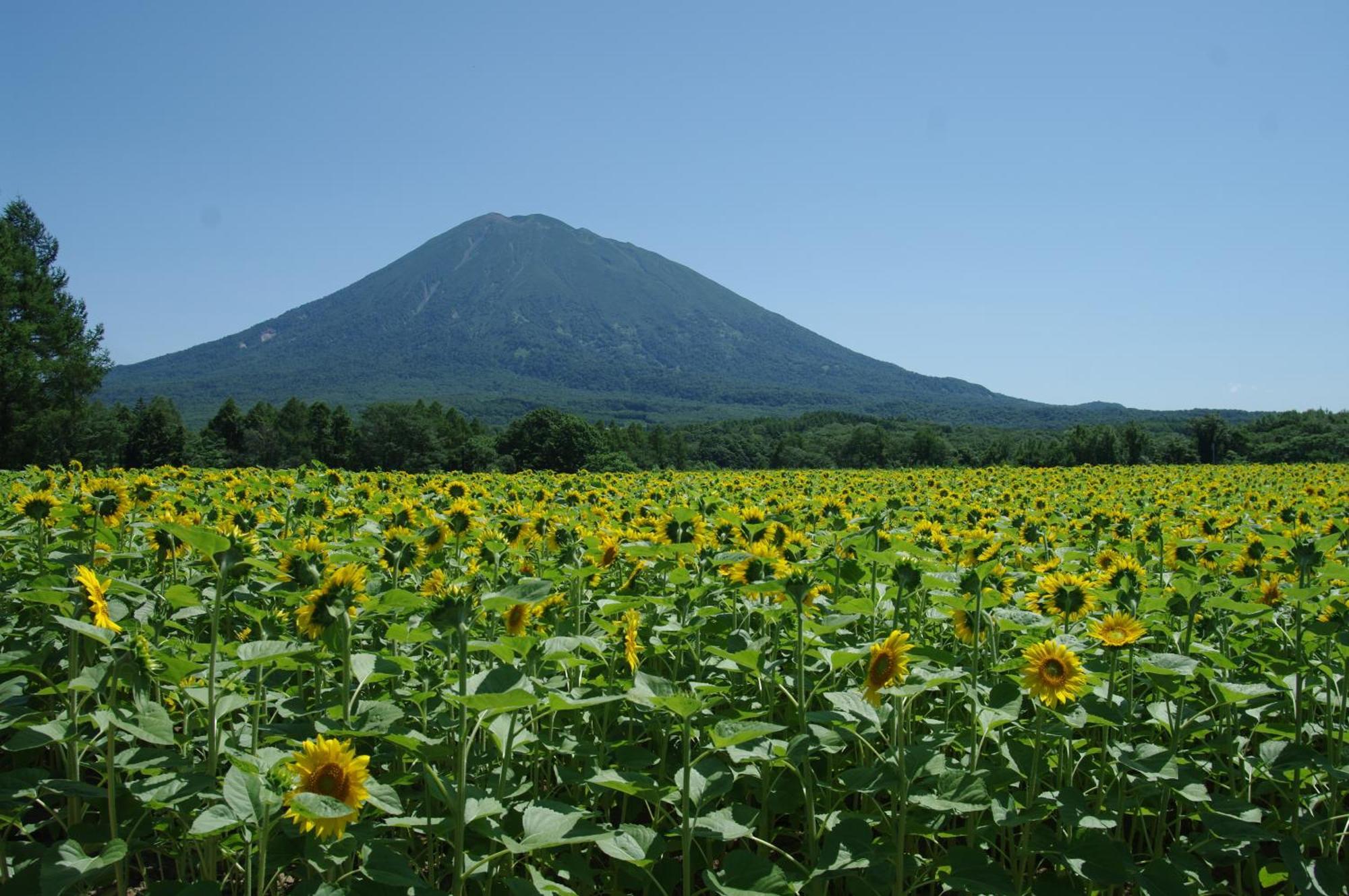 Niseko Izumikyo Βίλα Kutchan Εξωτερικό φωτογραφία